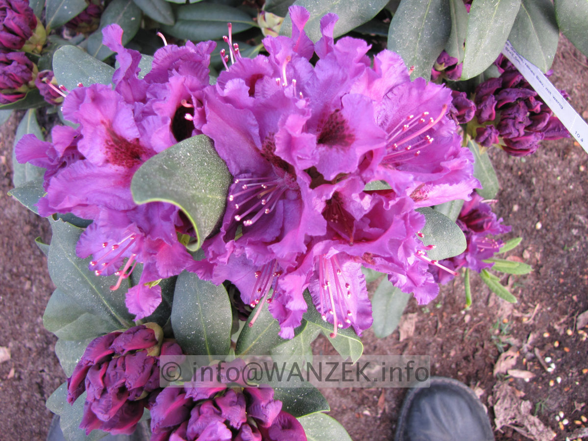 Rhododendron Azurro Bluete jung.JPG